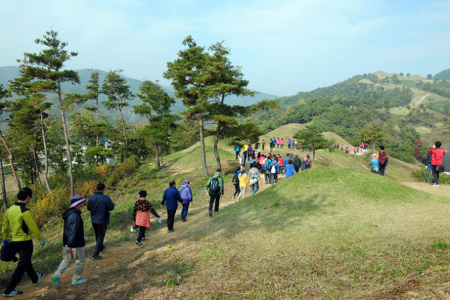 경북 도내 곳곳마다 명품 숲길이 만들어지고 있다. 사진은 고령군 주산과 미숭산 숲길. 고령군 제공