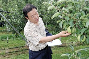 문경오미자산업 성공 주역이었던 이상진 시의원은 문경사과산업에도 관심이 많다. 지난해 가을 지역의 한 사과과수원을 찾아 상태를 살펴보고 있다. 문경시의회 제공