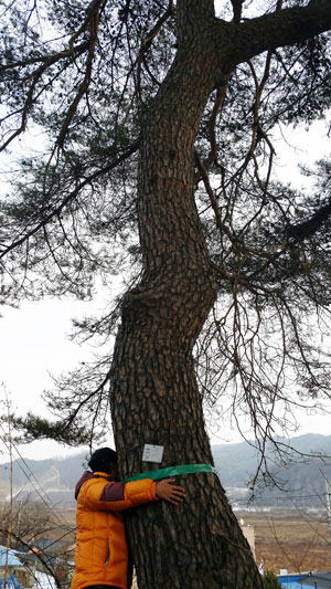 평은초교 뒤편 야산의 수령 100년 이상 된 아름드리 소나무를 주민들이 안아 보고 있다. 마경대 기자