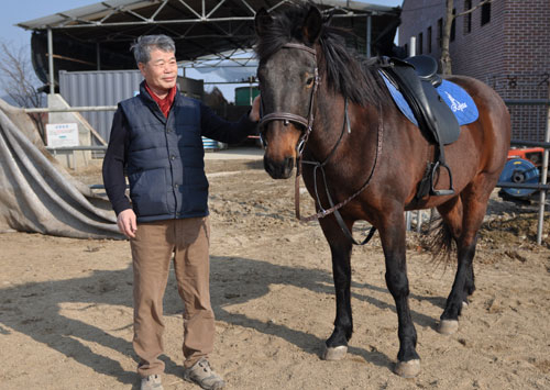 영천시가 말 생산농가 육성을 위해 보급한 번식용 말 