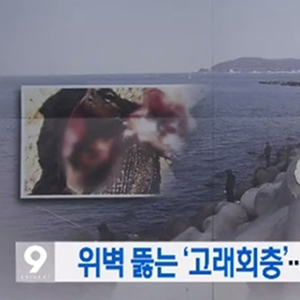 고래회충 사진. KBS 방송캡처