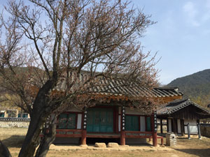 산청 3매(梅)인 원정매