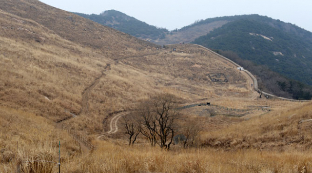 창녕 화왕산 정상부에 펼쳐진 억새밭. 능선 가장자리는 화왕산성이 둘러싸고 있다.