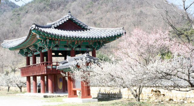 매화꽃이 만발한 회연서원 전경.