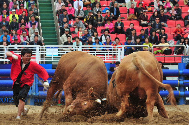 싸움소들이 승부의 세계를 벌이는 2015 청도소싸움축제가 15~19일 청도소싸움경기장 일원에서 다채롭게 펼쳐진다. 청도군 제공