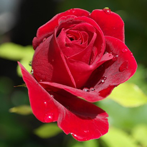 사진. 장미. pixabay