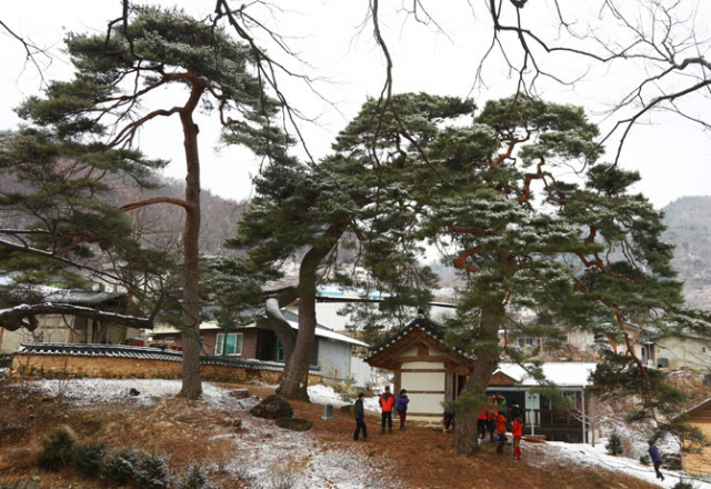 솔향기 마을(주성골) 입구에 있는 350년 이상 된 신목 1호와 마을에서 제를 올리는 서낭당.