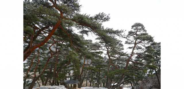 경북 최고의 휴양마을 솔향기마을의 상징인 350년 이상 된 재래 소나무의 아름답고 신비한 광경.