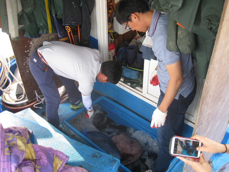 불법 포획한 밍크고래를 육상으로 옮기려던 운반책을 검거한 뒤 해경이 해당 밍크고래를 증거품으로 압류하고 있다. 포항해경 제공