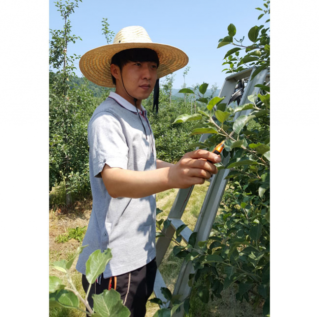 2030 귀농인 박현수 씨가 사과나무 적과 작업을 하고 있다. 마경대 기자