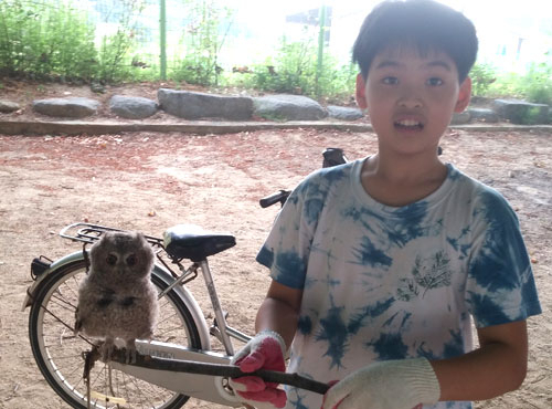 성주 지방초교 이동민(6학년) 어린이가 탈진한 천연기념물 제324호 큰소쩍새 새끼를 안고 있다. 지방초교 제공
