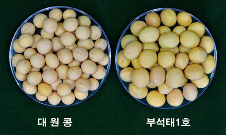 부석태 1호와 일반 콩의 크기가 확연하게 차이 나고 있다. 영주시 제공