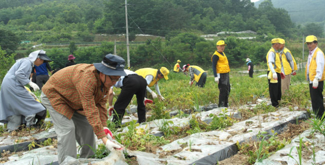 경북도 노인효복지과 공무원들은 24일 도내 노인단체 직원들과 함께 구미 옥성면 농가를 찾아 감자순