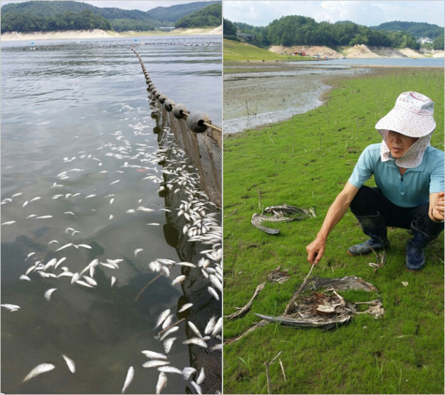 안동호가 신음하고 있다. 사진은 기자가 22일 촬영한 안동호 주변. 물고기가 죽어가고 있었다.
