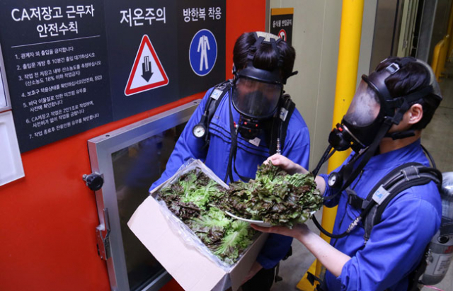 이마트가 국내에서 처음으로 상추를 신선한 상태로 한 달가량 저장하는 데 성공, 장마철을 전후해 치솟는 채소류 가격 안정화에 도움을 줄 수 있게 됐다. 이마트 제공