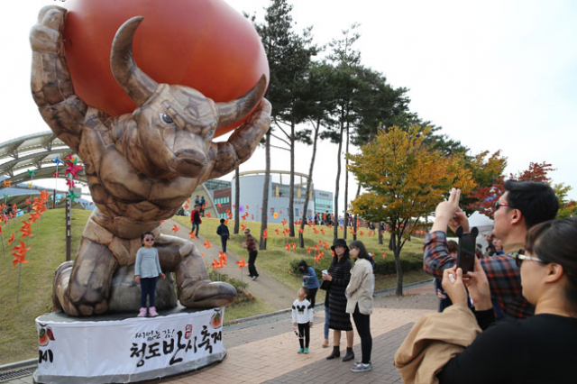 15~18일 청도 야외공연장 일원에서 청도반시축제와 청도세계코미디아트페스티벌이 동시에 열려 더욱 풍성한 프로그램으로 관객을 맞이할 전망이다. 사진은 지난해 청도반시축제.