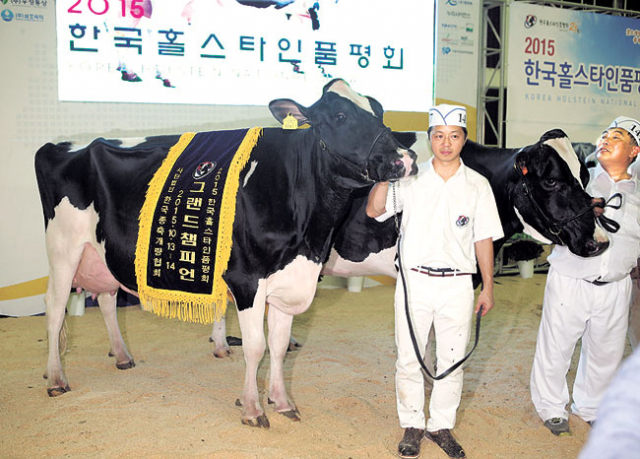 경북 젖소들이 13, 14일 농협중앙회 안성팜랜드에서 열린 