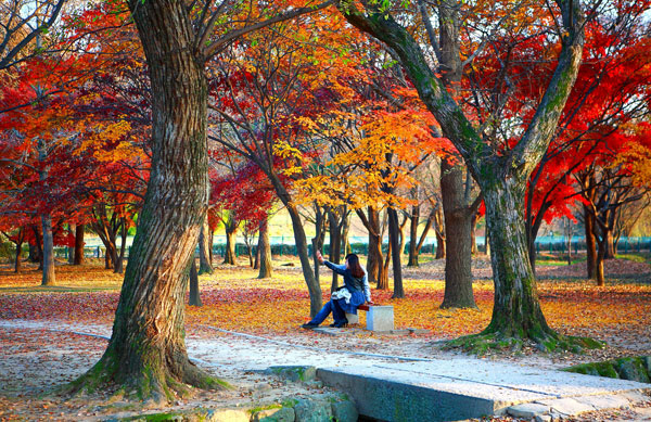 연인들이 정겹게 시간을 보내고 있다. 계림의 가을 풍경이다. 경주시 제공
