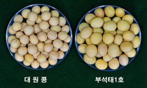 전국 지방자치단체 중 처음으로 국립종자원에 콩작목 품종 등록한 부석태 1호(왼쪽). 일반 콩보다 크기가 훨씬 더 큰 모습이 확연하게 나타나고 있다. 영주시 제공
