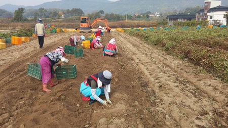 경북도농업기술원 생물자원연구소는 건강식품으로 각광받는 마 생산 기반을 좋게 하기 위해 우량 씨마 신청을 받는다. 사진은 경북도내 마 수확현장.