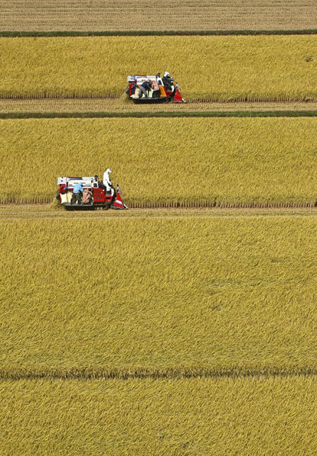 사상 최악의 가뭄 속에도 쌀 농사 풍작을 이뤄낸 농민들의 시름이 깊어질 전망이다. 2천억원에 달하는 가뭄 대책 비용 때문에 쌀 직불금이 줄어들 위기에 놓여 있기 때문이다. 매일신문 DB