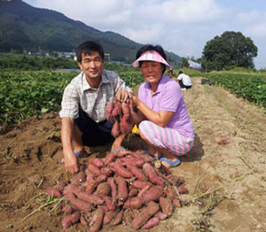 강산애 농장을 경영하는 권언백, 김경숙 부부.고구마 농사로 억대농의 꿈을 이뤘다.