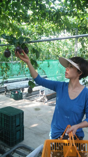 경주를 중심으로 농민들이 참외를 따라잡을 과일로 백향과 재배에 나서고 있다. 백향과 수확 모습.