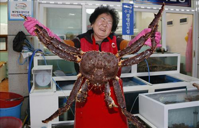울산 앞바다에서 잡힌 다리 길이만 1ｍ가 넘는 