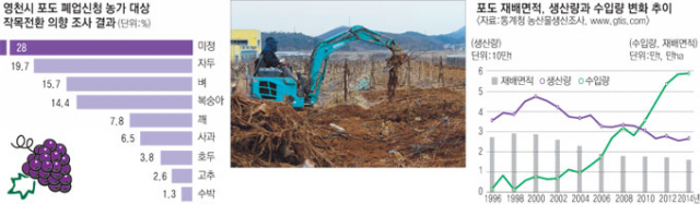 영천 북안면 도천리의 한 포도농가가 22일 작은 굴착기를 동원해 포도나무를 뽑아내고 있다. 민병곤 기자