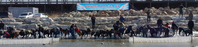 경상북도 민물고기연구센터가 경북도 내 하천 4곳에 연어 치어 170만 마리를 방류하고 있다. 민물고기연구센터 제공