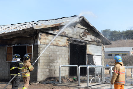 17일 영천 야사동의 한 민간 승마장 마사에서 불이 나 망아지 4마리가 연기에 질식해 죽었다. 민병곤 기자