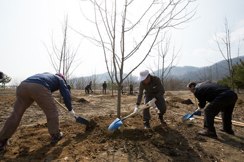 구미시는 산촌마을 새 소득원 개발을 위해 무을면 일대 80ha에 돌배나무 숲을 조성한다. 21일 안곡리 무을 저수지 인근에서 주민 등 50여 명이 참여한 가운데 18개 행정리를 상징하는 18그루의 돌배나무를 심었다. 구미시 제공