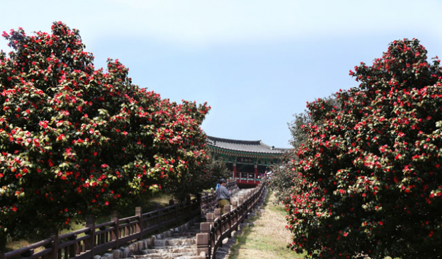 충남 서천 동백꽃