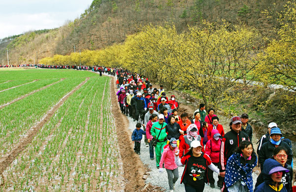 의성군 사곡면 화전리 산수유마을에는 지금 수령 300여 년이 넘은 산수유 3만여 그루가 꽃망울을 터뜨려 장관을 이루고 있다. 의성군 제공