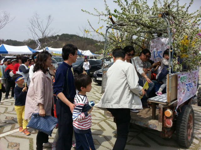 꽃마차투어에 참가하고 있는 김천자두꽃축제 관광객들. 김천시 제공