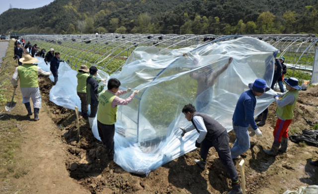 17일 고령군 다산면 노곡리에서 밤새 몰아친 강풍으로 비닐하우스 100여 동이 파손돼 군청 직원들과 다산농협봉사단원들이 복구작업을 펼치고 있다. 우태욱 기자 woo@msnet.co.kr