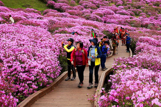 다음 달 합천 황매산 철쭉제가 열린다. 사진은 지난해 행사.