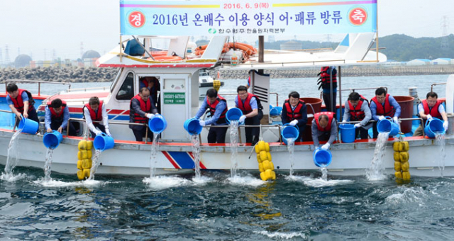 원전 온배수로 키운 양식 어패류 방류 행사에서 참석 내빈들이 참돔 치어를 직접 바다에 뿌리고 있다. 한울원전 제공