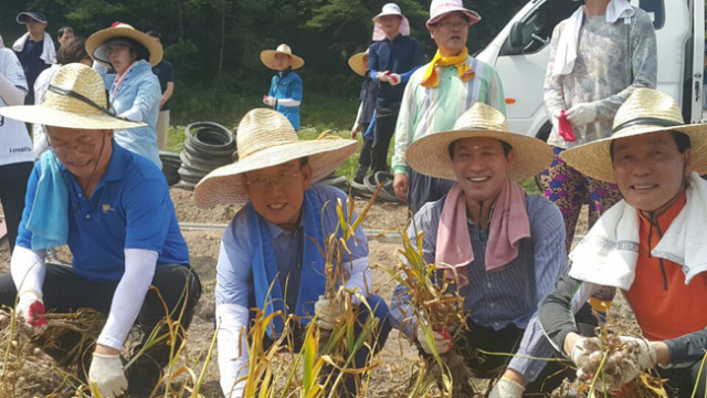 더불어민주당 의원들이 19일 오전 경북 의성군 사곡면 오상리 이상식 씨 마늘 밭에서 농촌일손 돕기 봉사 활동을 벌였다. 왼쪽부터 송영길 의원, 김관용 경북지사, 우상호 원내대표, 김주수 의성군수. 연합뉴스