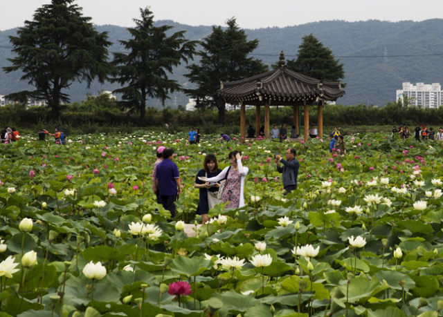 관광객들이 경주 동궁과 월지 옆 연꽃단지에서 기념사진을 찍는 등 나들이를 즐기고 있다. 경주시 제공