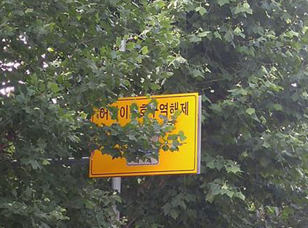 대구 달서구 신당초등학교 인근 어린이보호구역 표지판이 가로수에 가려 잘 보이지 않는다. 대구안실련 제공
