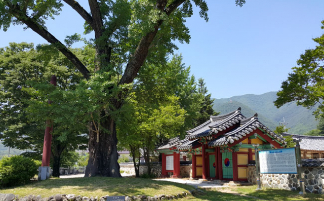 남명 조식 선생을 배향한 덕천서원 앞 은행나무.