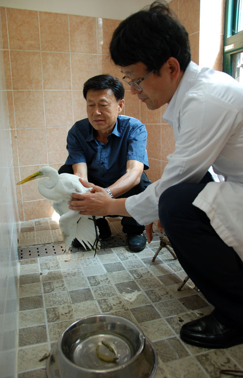 안동호 주변에 서식하는 백로와 왜가리 등 새들의 폐사체가 잇따라 발견되고 있다. 이태규 낙동강사랑보존회장은 새들이 오염된 먹이를 먹고 죽거나, 먹이를 찾지 못해 영양실조와 탈진 상태에서 발견된다고 주장했다. 사진은 경북도 야생동물구조센터에서 치료를 받고 있는 백로를 정창욱 수의사와 이태규 회장이 살펴보는 모습. 엄재진 기자