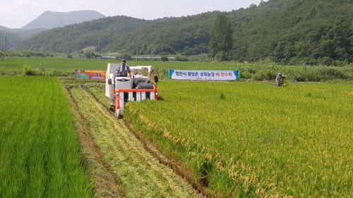 농업인 박재효 씨가 영천 고경면 삼귀리에서 경상북도에서는 올해 처음으로 지난 6일 벼 베기를 했다. 영천시 제공