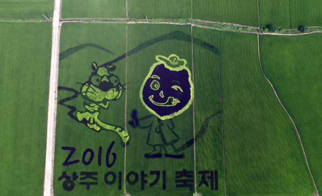 상주 경천대 앞 유색벼 논 그림 