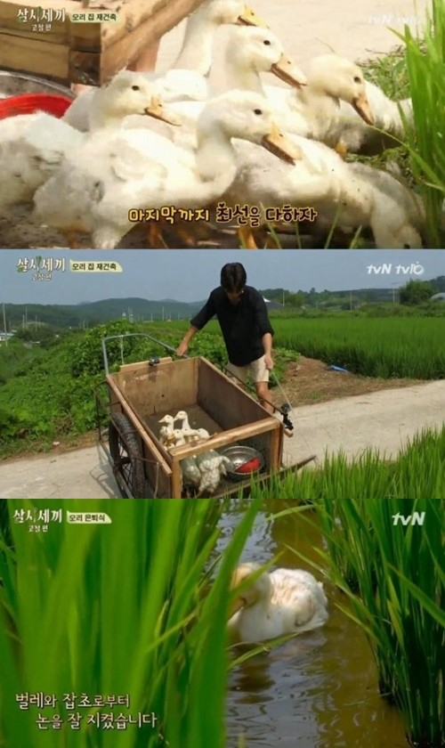 사진. tvN 삼시세끼 캡처