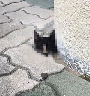 26일 오전 대구의 한 고등학교 교정에서 발견된 고양이 머리 사체 모습. 출처:페이스북.