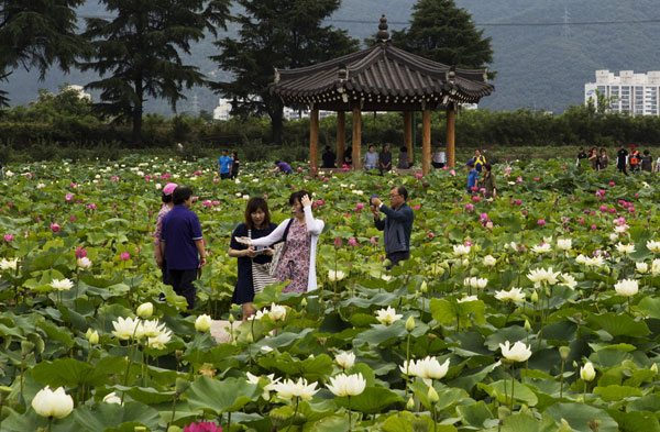 경북도와 경주시는 경주국립공원 8개 지구 중 도심권 5개 지구(남산, 토함산, 소금강, 화랑, 서악지구)를 중심으로 생태 공간을 발굴하는 한편 생물 서식지를 연결하는 사업을 추진하고 있다. 경주 동궁 옆 연꽃단지.