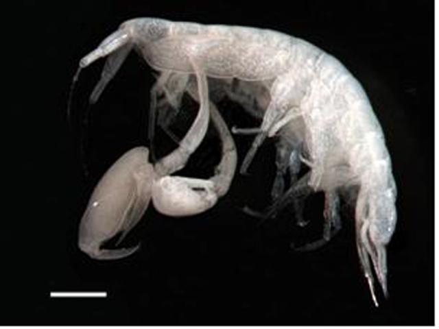 한손옆새우류(Paranamixis sp.)