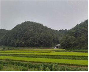 군위군 산성면 화본리 임야